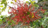 cachos de frutos imaturos (cor coralina) de cornalheira - Pistacia terebinthus frutos imaturos (cor coralina) de terebinto - Pistacia terebinthus