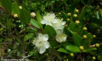 Flores e botões de murta, murta-das-noivas, flor-do-noivado, murta-do-jardim, murta-cheirosa, murta-ordinária, murta-comum - Myrtus communis
