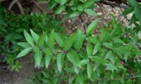 galho exibindo páginas superiores de murta, murteira, murtinho, murtinheira, martunheira, mata-pulgas, murta-das-noivas, flor-do-noivado, murta-do-jardim, murta-cheirosa, murta-ordinária, murta-comum - Myrtus communis