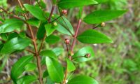 ramo de murteira, murtinho, murtinheira, martunheira, mata-pulgas, murta-das-noivas, flor-do-noivado, murta-do-jardim, murta-cheirosa, murta-ordinária, murta-comum com folhas e botões - Myrtus communis