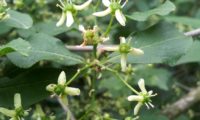 inflorescência de evónimo, fuseira, barrete-de-padre - Euonymus europaeus