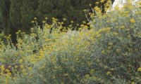 aspecto de beleza coberta de frutos - Bupleurum fruticosum aspecto de beleza coberta de frutos - Bupleurum fruticosum