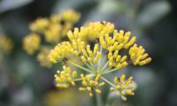 umbela de frutos, ou aquénios de beleza, mata-boi - Bupleurum fruticosum umbela de frutos, ou aquénios de beleza, mata-boi - Bupleurum fruticosum