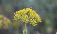 frutos ou aquénios oblongos de beleza, mata-boi - Bupleurum fruticosum frutos ou aquénios oblongos de beleza, mata-boi - Bupleurum fruticosum