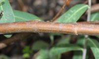 caules lenhosos avermelhados de beleza, mata-boi - Bupleurum fruticosum caules lenhosos avermelhados de beleza, mata-boi - Bupleurum fruticosum