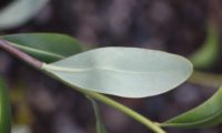 página superior, verde-claro mate com nervura central saliente de beleza, mata-boi - Bupleurum fruticosum página superior, verde-claro mate com nervura central saliente de beleza - Bupleurum fruticosum