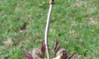 despontar em simultâneo das folhas e dos botões de sabugueiro – Sambucus nigra despontar em simultâneo das folhas e dos botões de sabugueiro – Sambucus nigra