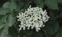 inflorescência corimbiforme plana de sabugueiro – Sambucus nigra inflorescência corimbiforme de sabugueiro – Sambucus nigra