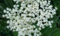corimbo florido de sabugueiro – Sambucus nigra corimbo florido de sabugueiro – Sambucus nigra