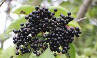 corimbo pendente de bagas maduras de sabugueiro – Sambucus nigra corimbo pendente de bagas maduras de sabugueiro – Sambucus nigra