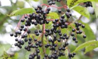 bagas maduras de sabugueiro – Sambucus nigra bagas maduras de sabugueiro – Sambucus nigra