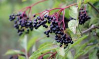 corimbo pendente, devido ao peso dos frutos maduros de sabugueiro – Sambucus nigra corimbo pendente, devido ao peso dos frutos maduros de sabugueiro – Sambucus nigra