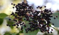 corimbo de frutos maduros de sabugueiro candeleiro, galacrista – Sambucus nigra corimbo de frutos maduros de sabugueiro – Sambucus nigra
