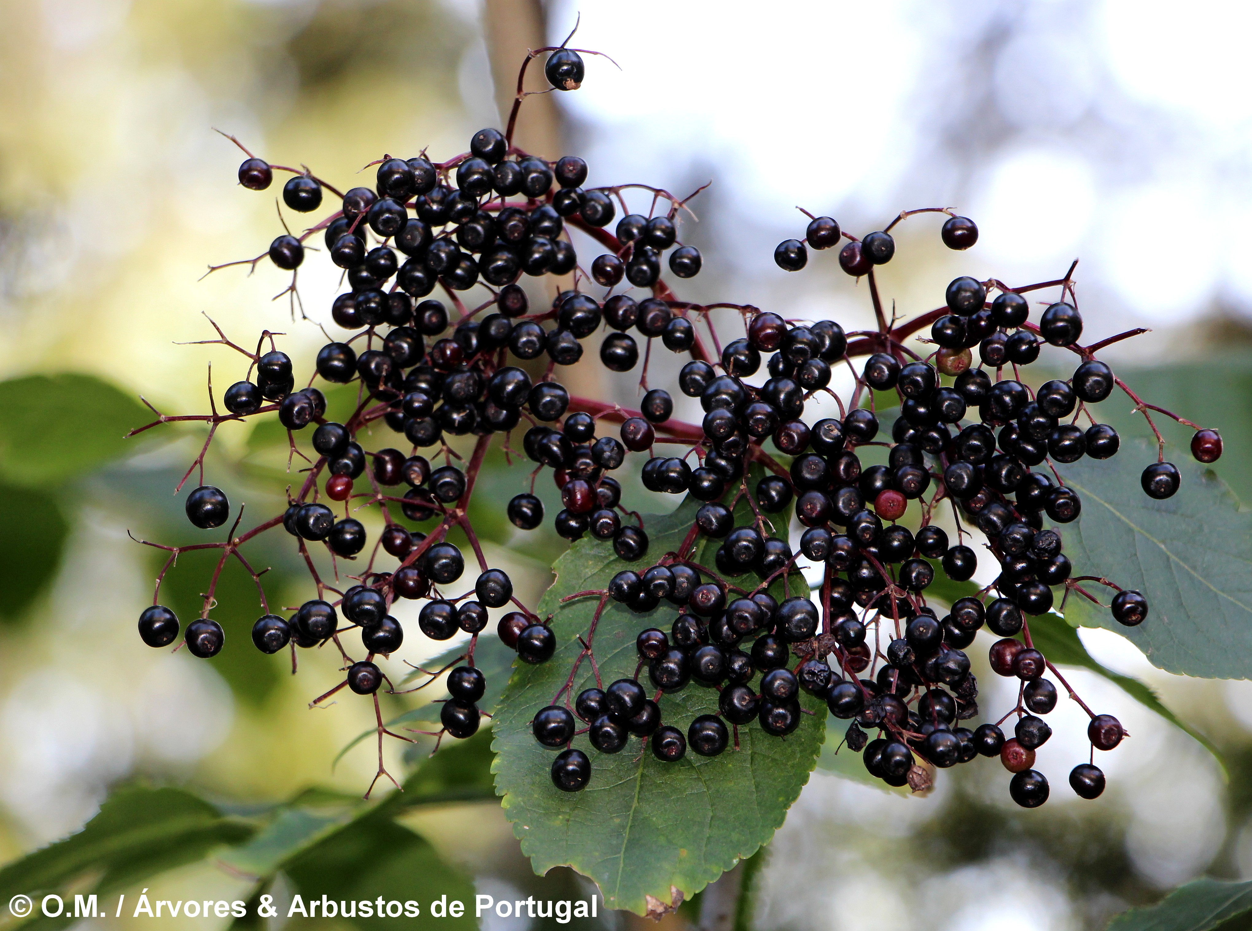 corimbo de frutos maduros de sabugueiro – Sambucus nigra