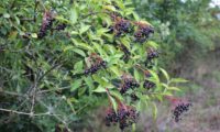 aspecto parcial de sabugueiro com corimbos pendentes – Sambucus nigra aspecto parcial de sabugueiro com corimbos pendentes – Sambucus nigra