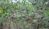 aspecto parcial da frutificação de sabugueiro – Sambucus nigra aspecto parcial da frutificação de sabugueiro – Sambucus nigra