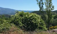 hábito isolado de sabugueiro em flor – Sambucus nigra hábito isolado de sabugueiro em flor – Sambucus nigra