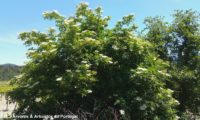 hábito florido de sabugueiro – Sambucus nigra hábito florido de sabugueiro – Sambucus nigra