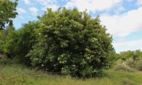 aspecto da copa redonda e densa hábito de sabugueiro – Sambucus nigra aspecto da copa redonda e densa hábito de sabugueiro – Sambucus nigra