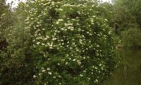 hábito do sabugueiro em flor – Sambucus nigra hábito do sabugueiro em flor – Sambucus nigra
