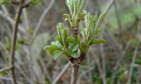 despontar das folhas de sabugueiro – Sambucus nigra despontar das folhas de sabugueiro – Sambucus nigra