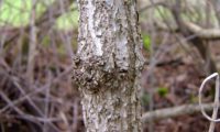 ritidoma levemente gretado de sabugueiro - Sambucus nigra ritidoma levemente gretado de sabugueiro - Sambucus nigra