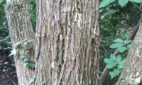 tronco de sabugueiro adulto, com ritidoma percorrido por sulcos longitudinais – Sambucus nigra ritidoma de sabugueiro adulto com sulcos longitudinais – Sambucus nigra
