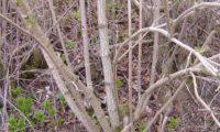 exemplo de propagação vegetativa natural, em que um tronco caído ou abatido originou vários caules de sabugueiro - Sambucus nigra propagação vegetativa natural, em que um tronco caido ou abatido originous vários caules de sabugueiro - Sambucus nigra