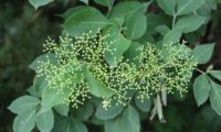 corimbos de botões de sabugueiro - Sambucus nigra corimbos de botões de sabugueiro - Sambucus nigra