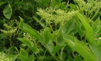corimbos erguidos, de botões de sabugueiro – Sambucus nigra corimbos erguidos, de botões de sabugueiro – Sambucus nigra
