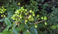 cachos de bagas verdes, alfeneiro, alfenheiro, ligustro - Ligustrum vulgare cachos de bagas verdes, alfeneiro, alfenheiro, ligustro - Ligustrum vulgare