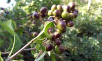 bagas em maturação, alfeneiro, alfenheiro, ligustro - Ligustrum vulgare bagas em maturação, alfeneiro, alfenheiro, ligustro - Ligustrum vulgare