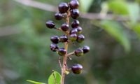 panícula de bagas em maturação, alfeneiro, alfenheiro, ligustro - Ligustrum vulgare panícula de bagas em maturação, alfeneiro, alfenheiro, ligustro - Ligustrum vulgare