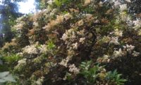 hábito de alfeneiro, alfenheiro, ligustro, em flor - Ligustrum vulgare hábito de alfeneiro, alfenheiro, ligustro, em flor - Ligustrum vulgare