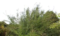 hábito irregular, ramos patentes em frutificação de alfeneiro, alfenheiro, ligustro - Ligustrum vulgare hábito irregular em frutificação de alfeneiro, alfenheiro, ligustro - Ligustrum vulgare