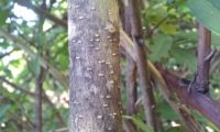 ritidoma cinza-pardo, com lentículas visíveis de alfeneiro, alfenheiro, ligustro - Ligustrum vulgare ritidoma cinza-pardo, finamente fissurado, com lentículas visíveis de alfeneiro, alfenheiro, ligustro - Ligustrum vulgare