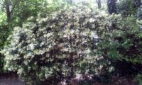 hábito arredondado, florido de alfeneiro, alfenheiro, ligustro - Ligustrum vulgare hábito florido de alfeneiro, alfenheiro, ligustro - Ligustrum vulgare