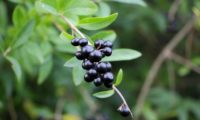 bagas maduras de alfeneiro, alfenheiro, ligustro - Ligustrum vulgare bagas maduras de alfeneiro, alfenheiro, ligustro - Ligustrum vulgare