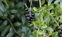 cacho de bagas maduras de alfeneiro, alfenheiro, ligustro - Ligustrum vulgare cacho de bagas maduras de alfeneiro, alfenheiro, ligustro - Ligustrum vulgare