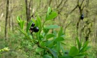 folhas primaveris, folhas e bagas do ano anterior, com a panícula em botão de alfeneiro, alfenheiro, ligustro - Ligustrum vulgare folhas do ano anterior, com a panícula em botão de alfeneiro, alfenheiro, ligustro - Ligustrum vulgare