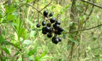 racemo de bagas maduras de alfenheiro, alfena, ligustro, santantoninhas, santoninhas, antoninhas, cascafilgueiro, fiafeira, filseira - Ligustrum vulgare racemo de bagas maduras de alfeneiro, alfenheiro, ligustro - Ligustrum vulgare