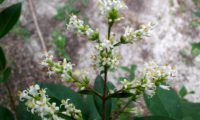 tirso de flores de alfeneiro, alfenheiro, ligustro - Ligustrum vulgare tirso de flores de alfeneiro, alfenheiro, ligustro - Ligustrum vulgare