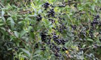 cachos de bagas maduras de alfeneiro, alfenheiro, ligustro - Ligustrum vulgare cachos de bagas maduras de alfeneiro, alfenheiro, ligustro - Ligustrum vulgare