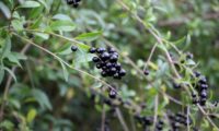 cacho de bagas maduras, negras e brilhantes de alfeneiro, alfenheiro, ligustro - Ligustrum vulgare cacho de bagas maduras, negras e brilhantes de alfeneiro, alfenheiro, ligustro - Ligustrum vulgare