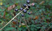 baga de alfeneiro, alfenheiro, ligustro, que revela duas sementes, depois de debicada - Ligustrum vulgare baga de alfeneiro, alfenheiro, ligustro, que revela duas sementes, depois de debicada - Ligustrum vulgare