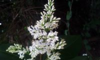 panícula de flores e botões de alfeneiro, alfenheiro, ligustro - Ligustrum vulgare panícula com flores e botões de alfeneiro, alfenheiro, ligustro - Ligustrum vulgare