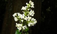 inflorescênciade alfeneiro, alfenheiro, ligustro, num sub-bosque - Ligustrum vulgare panícula de flores num sub-bosque de alfeneiro, alfenheiro, ligustro - Ligustrum vulgare