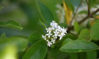 flores de alfeneiro, alfenheiro, ligustro - Ligustrum vulgare flores de alfeneiro, alfenheiro, ligustro - Ligustrum vulgare