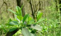 páginas superiores do ano, juntamente com as do ano anterior de alfeneiro, alfenheiro, ligustro - Ligustrum vulgare páginas superiores do ano, juntamente com as do ano anterior de alfeneiro, alfenheiro, alfena, ligustro - Ligustrum vulgare