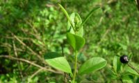 folhas primaveris com a panícula em botão de alfeneiro, alfenheiro, ligustro - Ligustrum vulgare folhas primaveris com a panícula em botão de alfeneiro, alfenheiro, alfena, ligustro - Ligustrum vulgare